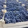 виноград Чарос по цене от производителя. в Екатеринбурге