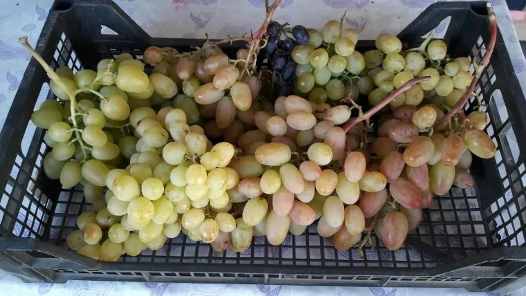 виноград  в Екатеринбурге