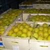 лимоны  в Екатеринбурге